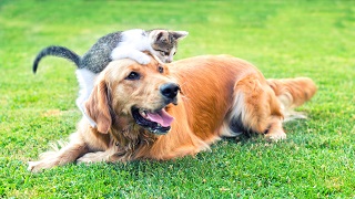 image of dog and kitten