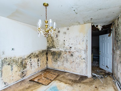 image of mold in house